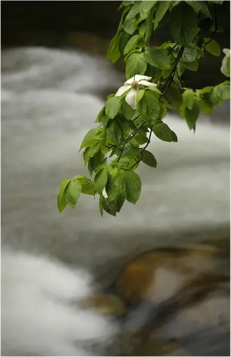 Framed Print : Dogwoods in bloom, Springtime in Yosemite National Park, California Framed Print : Dogwoods in bloom, Springtime in Yosemite National Park, California