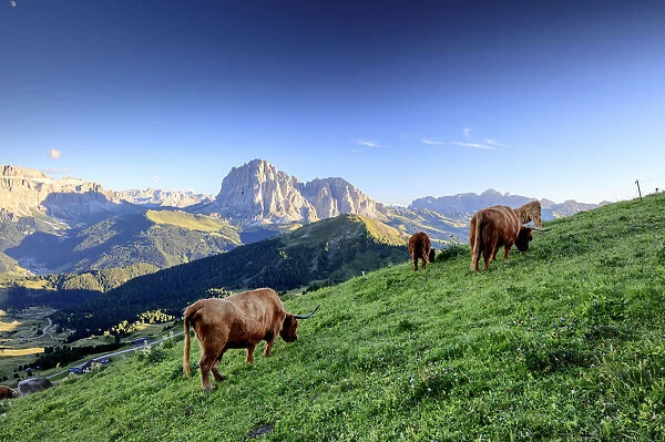 Dolomites Cows