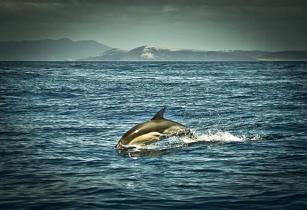 Dolphin seen near Maria Island, Tasmania