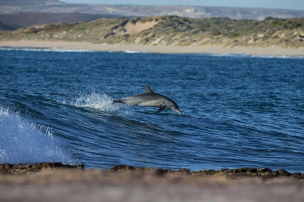Dolphin having a play at jakes point Kablarri