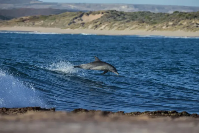 Framed Print : Dolphin having a play at jakes point Kablarri Framed Print : Dolphin having a play at jakes point Kablarri