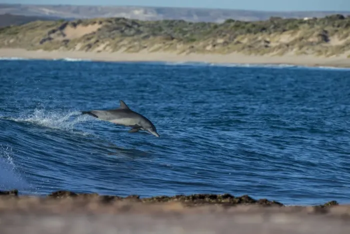 Framed Print : Dolphin jump Framed Print : Dolphin jump