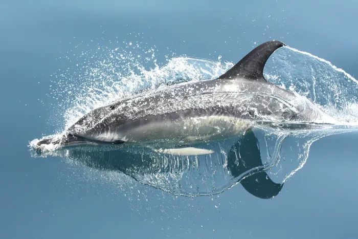 Framed Print : Dolphin Surfacing Framed Print : Dolphin Surfacing
