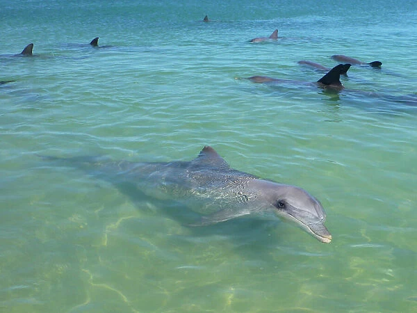 Dolphins Galore