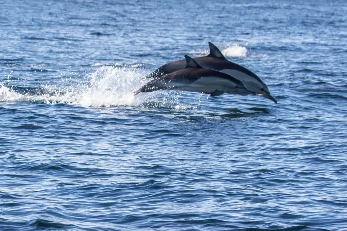 Framed Print : Dolphins jumping Framed Print : Dolphins jumping