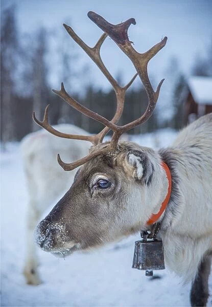 Domestic Reindeer, Lapland, Sweden
