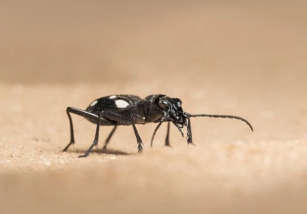 Domino beetle (Anthia duodecimguttata)