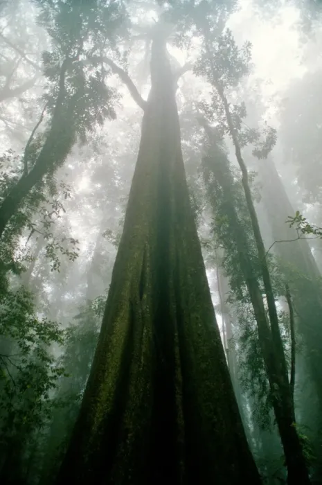Framed Print : Dorrigo rain forest Framed Print : Dorrigo rain forest