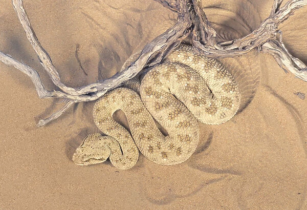 Dorsal view of a wild desert viper (Cerastes gasperetti) in UAE