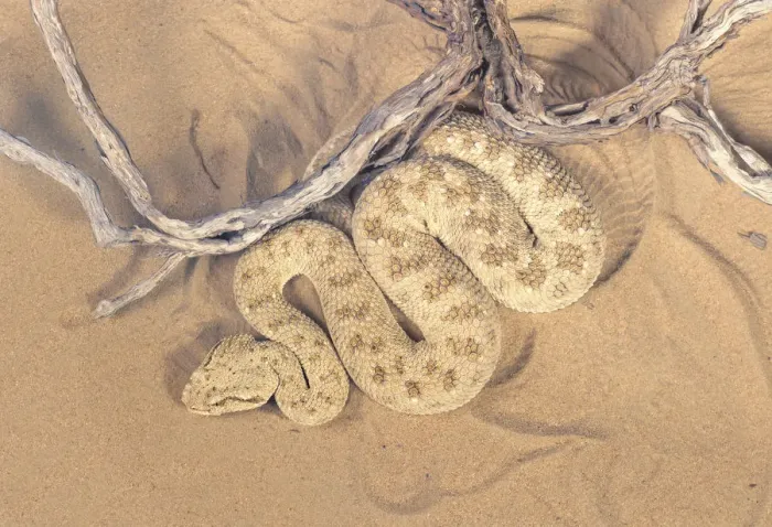 Framed Print : Dorsal view of a wild desert viper (Cerastes gasperetti) in UAE