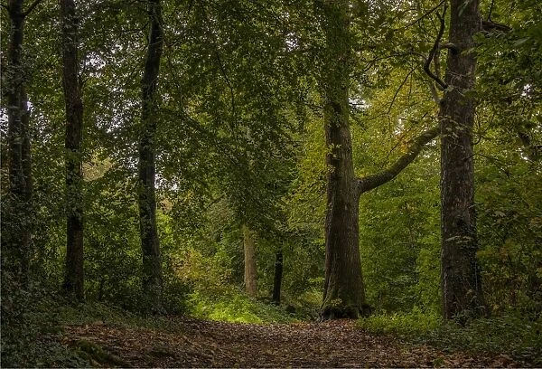 Dorset woodland