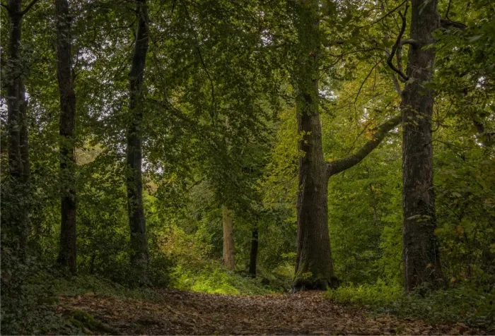 Framed Print : Dorset woodland