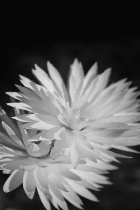 Framed Print : Double Daisies