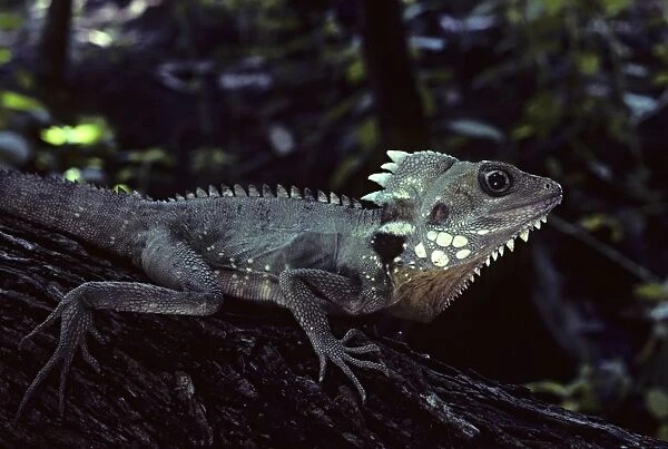 Dragon, Boyos Rainforest, western Queensland, Australia