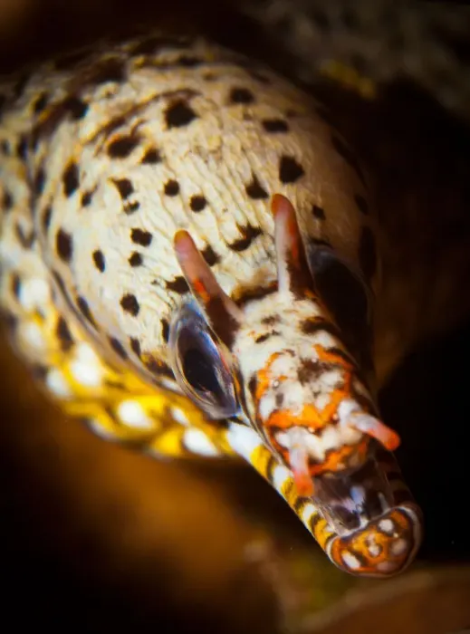 Framed Print : Dragon Moray