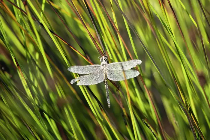Framed Print : Dragonfly covered in dew drops Framed Print : Dragonfly covered in dew drops