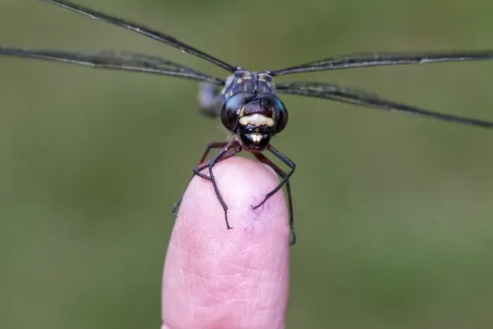 Framed Print : Dragonfly on a finger