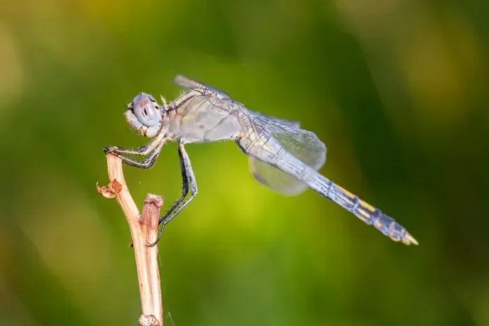 Framed Print : Dragonfly macro Framed Print : Dragonfly macro