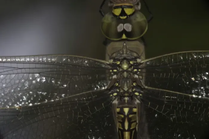 Framed Print : dragonfly macro