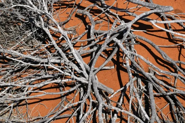 Framed Print : Dried-out, collapsed desert shrub, Shark Bay World Heritage Area, Western Australia, Australia Framed Print : Dried-out, collapsed desert shrub, Shark Bay World Heritage Area, Western Australia, Australia