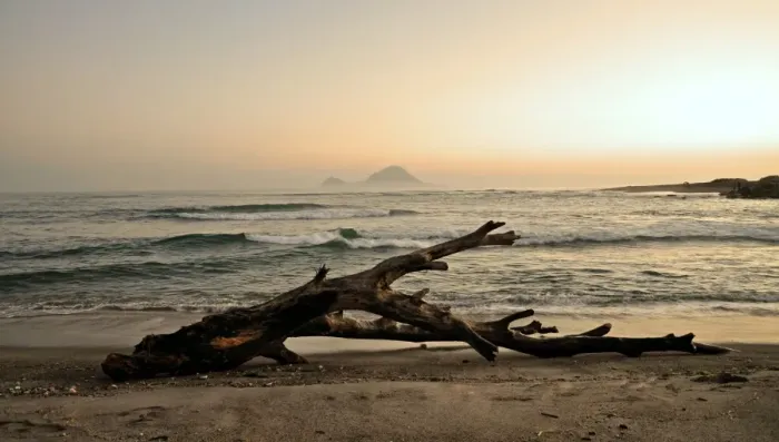 Framed Print : Driftwood on Thornton Beach, Bay of Plenty with Moutohora Island 
