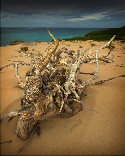 Driftwood on a large sand-dune, Grassy Bay King Island Tasmania