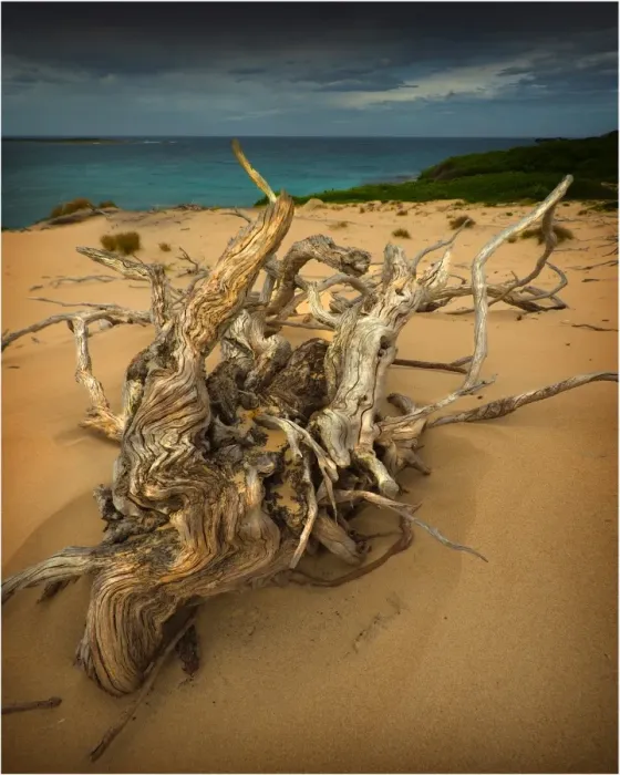 Framed Print : Driftwood on a large sand-dune, Grassy Bay King Island Tasmania Framed Print : Driftwood on a large sand-dune, Grassy Bay King Island Tasmania