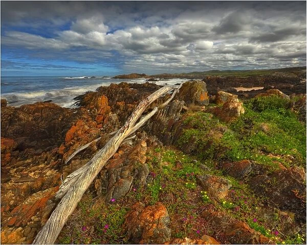 Driftwood lying across boulders on the Tarkine coastline, Western Tasmania