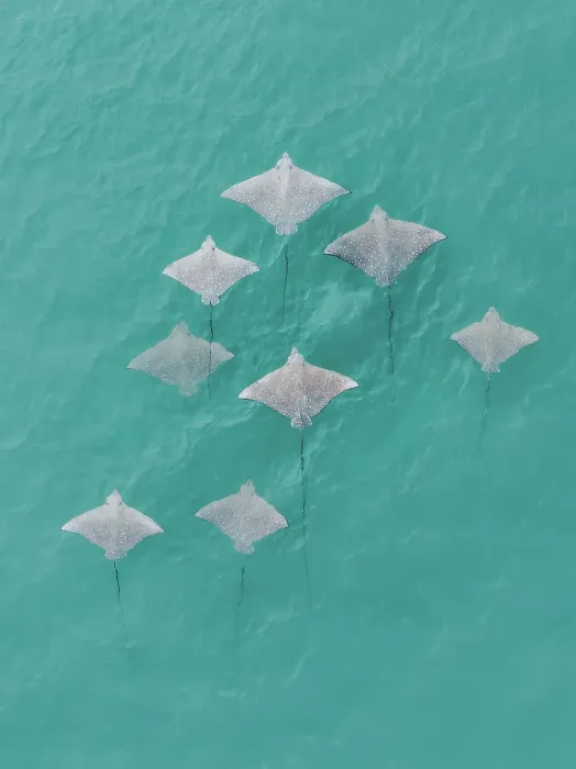 Framed Print : Drone image showing a school of Spotted Eagle Ray's swimming in the Indian Ocean, The Kimberley, Western Australia, Australia