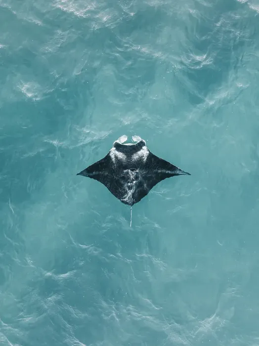 Framed Print : Drone perspective showing a manta ray swimming in the Indian Ocean, Exmouth, Western Australia, Australia Framed Print : Drone perspective showing a manta ray swimming in the Indian Ocean, Exmouth, Western Australia, Australia