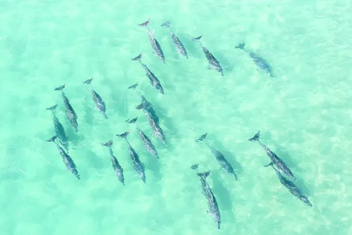 Framed Print : Drone point of view above a large pod of Dolphins swimming in clear ocean waters, Fingal heads, New South Wales, Australia Framed Print : Drone point of view above a large pod of Dolphins swimming in clear ocean waters, Fingal heads, New South Wales, Australia