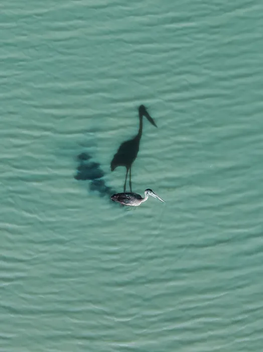 Framed Print : Drone shot directly above a black-necked stork wading through the Mary River on a sunny day, Northern Territory, Australia Framed Print : Drone shot directly above a black-necked stork wading through the Mary River on a sunny day, Northern Territory, Australia