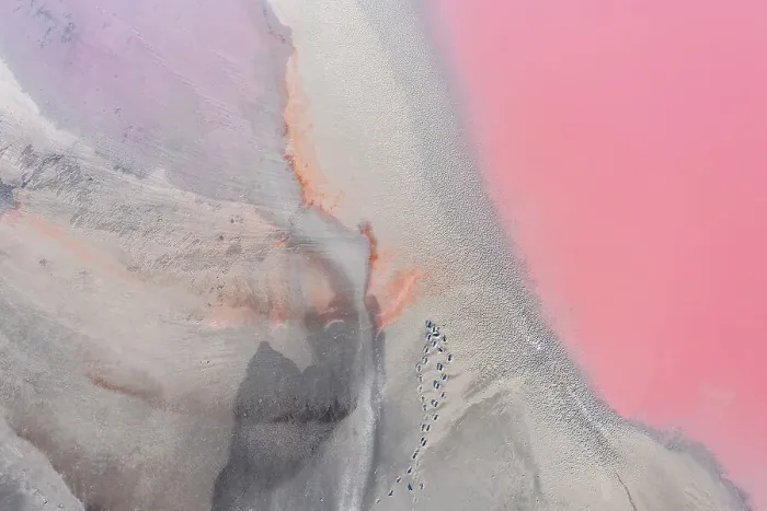 Framed Print : Drone view point of the pink shades of color, patterns and textures over Pink Lake waters with dark salty sandy soil Framed Print : Drone view point of the pink shades of color, patterns and textures over Pink Lake waters with dark salty sandy soil