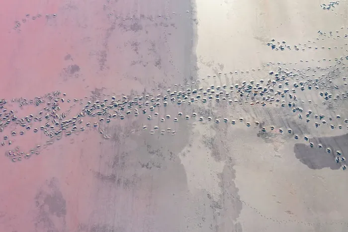 Framed Print : Drone view point of the pink shades of color, patterns and textures over Pink Lake waters with dark salty sandy soil Framed Print : Drone view point of the pink shades of color, patterns and textures over Pink Lake waters with dark salty sandy soil