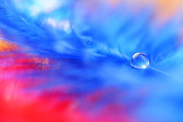 A drop of water on a blue feather
