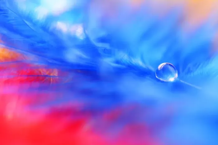Framed Print : A drop of water on a blue feather Framed Print : A drop of water on a blue feather