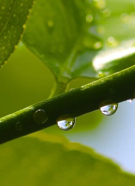 Droplets captured as they gather on a lemon tree
