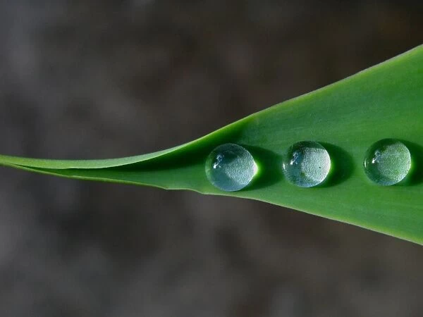 Three drops of water on green leaf
