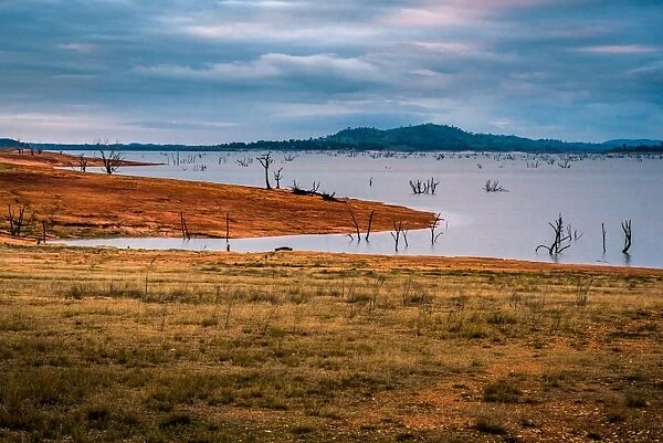 Drowned trees at Lake Hume, Victoria