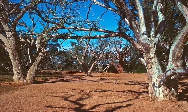 Dry creek bed, Outback Australia #10620576 Framed Photos, Wall Art