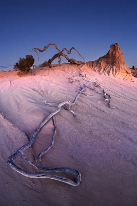 Framed Print : Dry wood root laying on desert sand