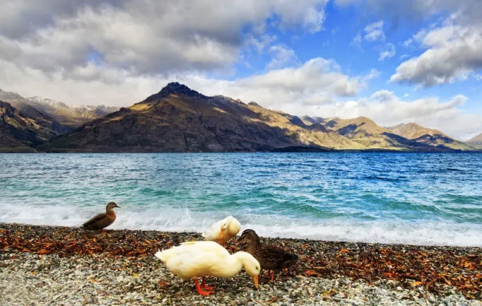 Framed Print : Ducks, lake and mountain