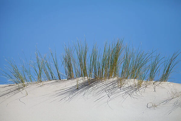 Dune grass For sale as Framed Prints, Photos, Wall Art and Photo Gifts