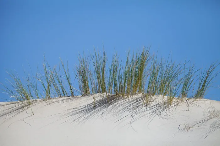 Framed Print : Dune grass Framed Print : Dune grass