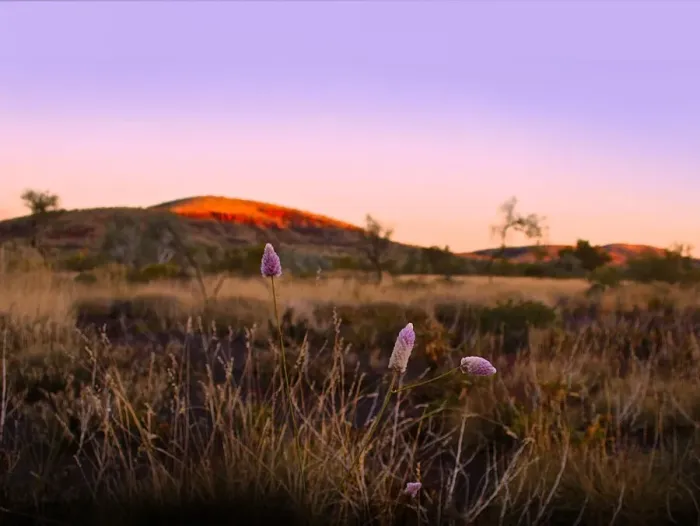 Framed Print : Dusk in Karijini National Park with native purple Mulla Mulla wildflowers Framed Print : Dusk in Karijini National Park with native purple Mulla Mulla wildflowers