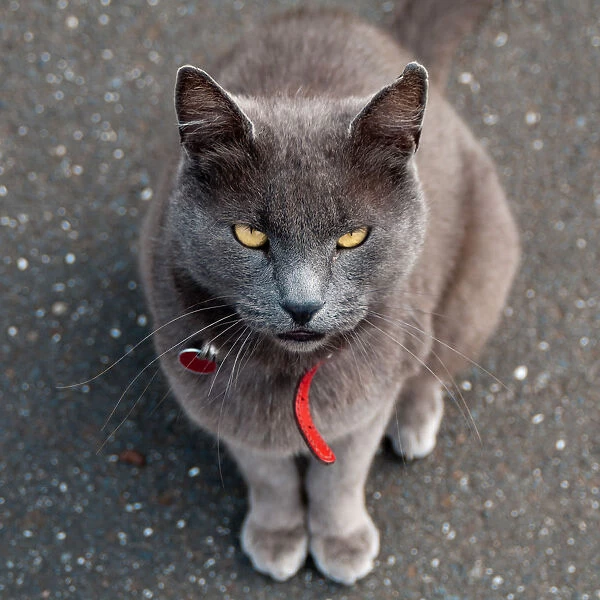 Dusky Brown Street Cat