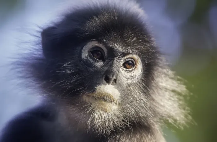 Framed Print : Dusky leaf monkey (Trachypithecus obscurus)