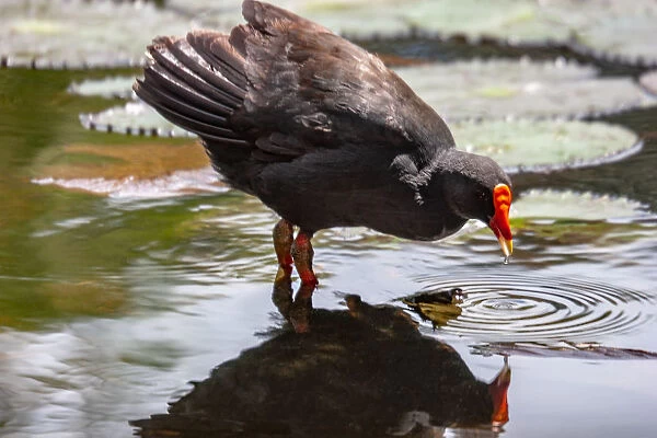 Dusky moorhen reflected in a pond