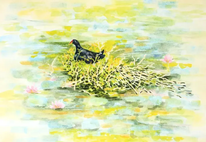 Framed Print : Dusky Moorhen Water Bird Nesting Watercolour Painting Framed Print : Dusky Moorhen Water Bird Nesting Watercolour Painting