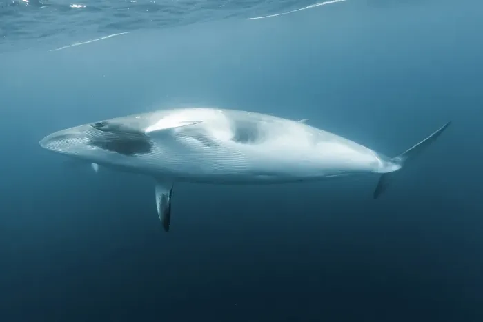 Framed Print : dwarf minke whale Framed Print : dwarf minke whale